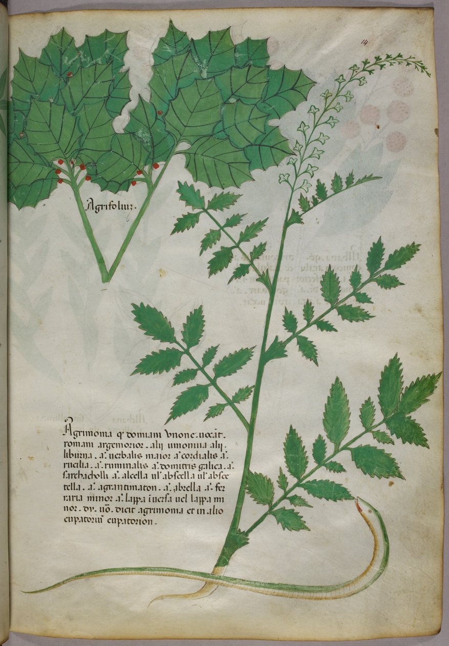 Botanisk illustration av växter och en orm, ca 1440 (tusch  färg på pergament) av Italian School