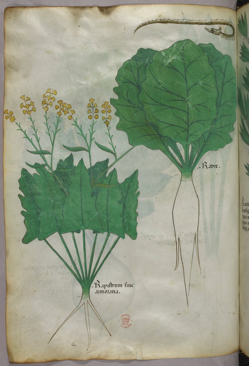 Botanisk illustration av växter och en orm, ca 1440 (tusch  färg på pergament) av Italian School