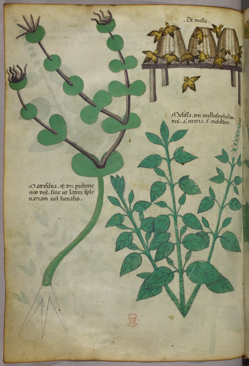 Botanisk illustration av växter och bikupor med bin, ca 1440 (tusch  färg på pergament) av Italian School
