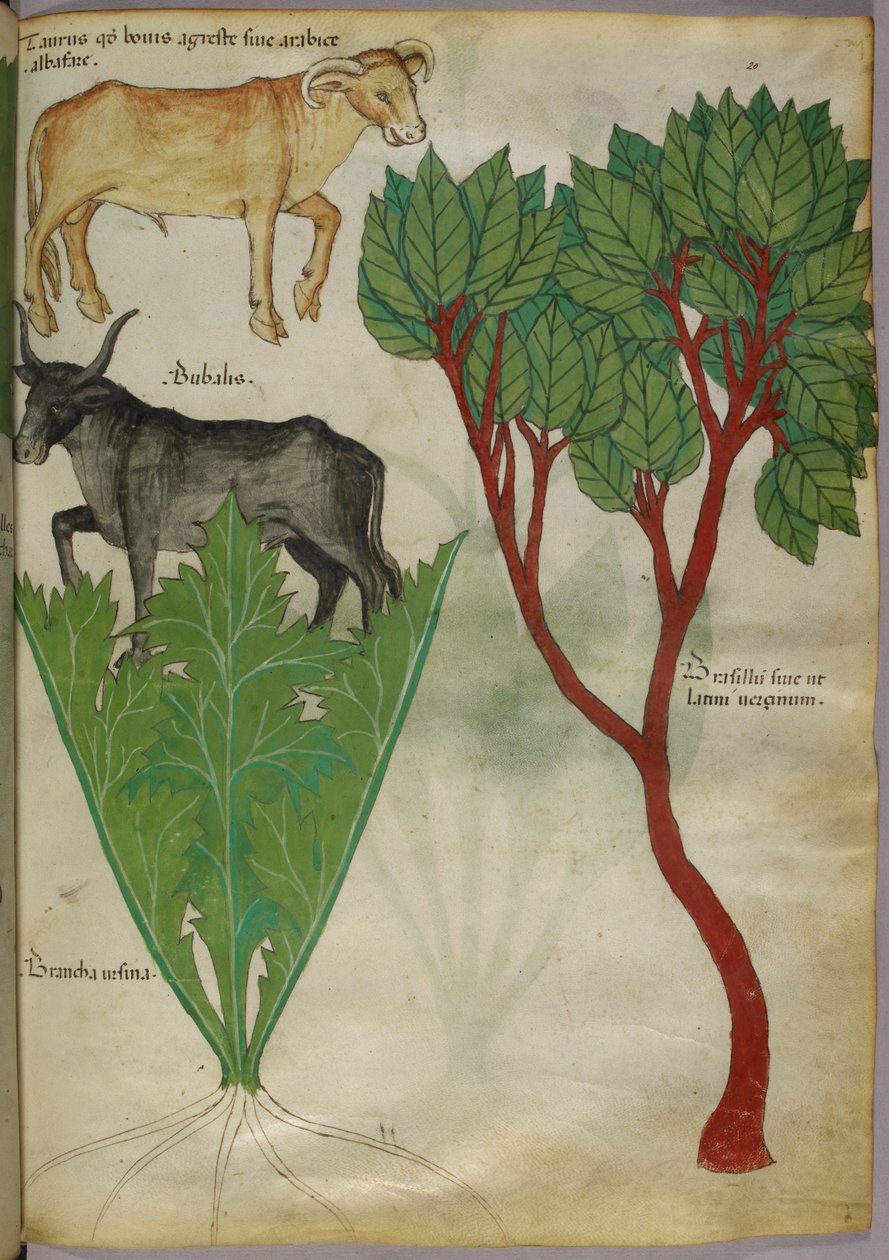Botanisk illustration av växter och tjurar, ca 1440 (bläck  färg på pergament) av Italian School