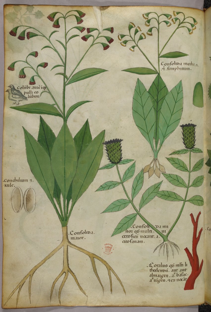 Botanisk illustration av växter och koraller med en orm och en hjort, ca 1440 (bläck  färg på pergament) av Italian School