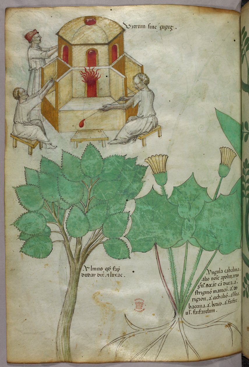 Botanisk illustration av växter och illustration av glastillverkning, ca 1440 (bläck  färg på pergament) av Italian School