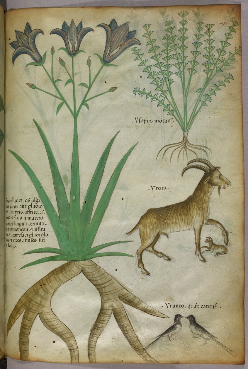 Botanisk illustration av växter, fåglar och getter, ca 1440 (tusch  färg på pergament) av Italian School