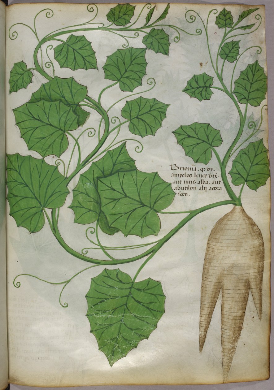 Botanisk illustration av växter, ca 1440 (bläck  färg på pergament) av Italian School