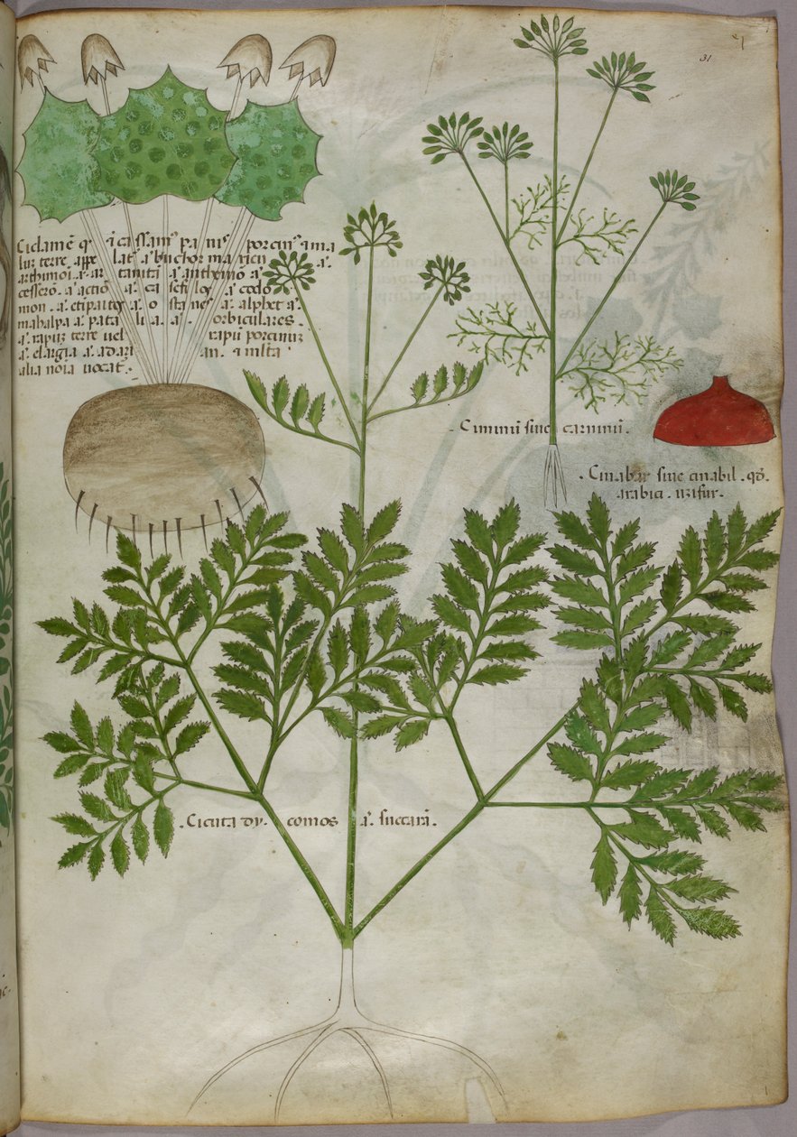 Botanisk illustration av växter, ca 1440 (bläck  färg på pergament) av Italian School