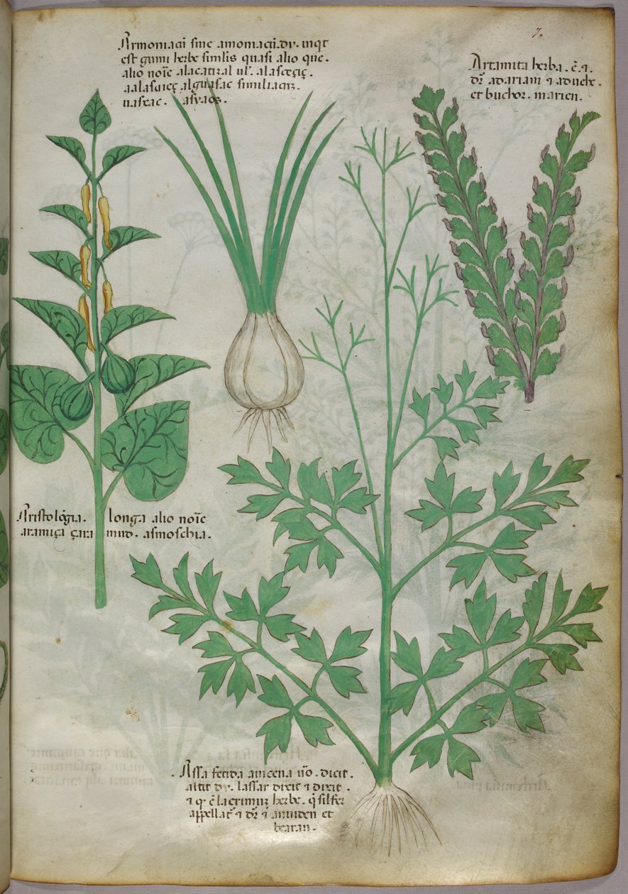 Botanisk illustration av växter, ca 1440 (bläck  färg på pergament) av Italian School