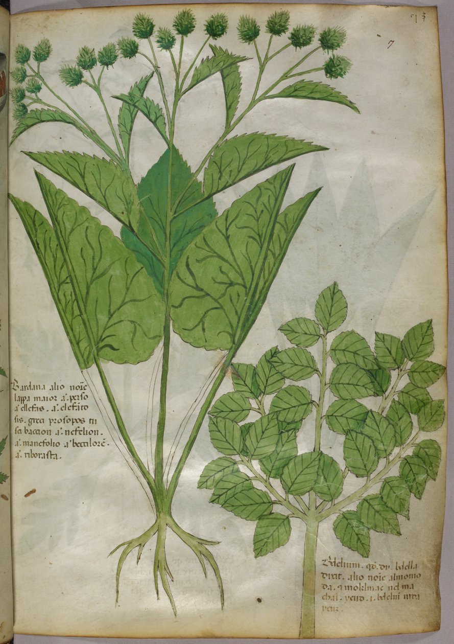 Botanisk illustration av växter, ca 1440 (bläck  färg på pergament) av Italian School