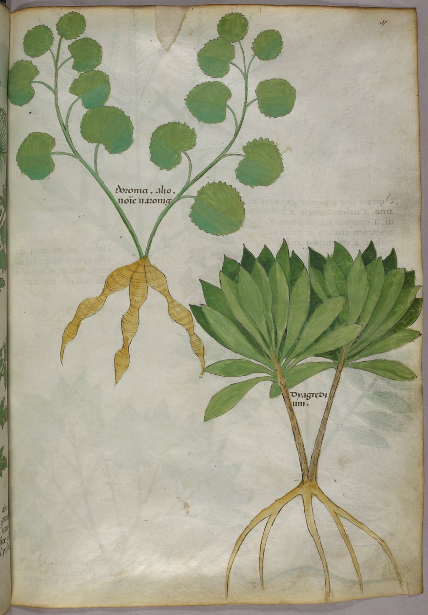 Botanisk illustration av växter, ca 1440 (bläck  färg på pergament) av Italian School