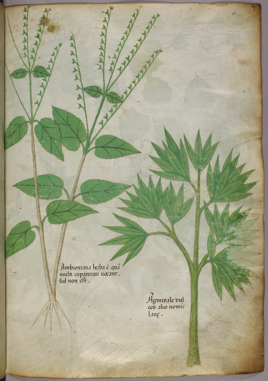 Botanisk illustration av växter, ca 1440 (bläck  färg på pergament) av Italian School