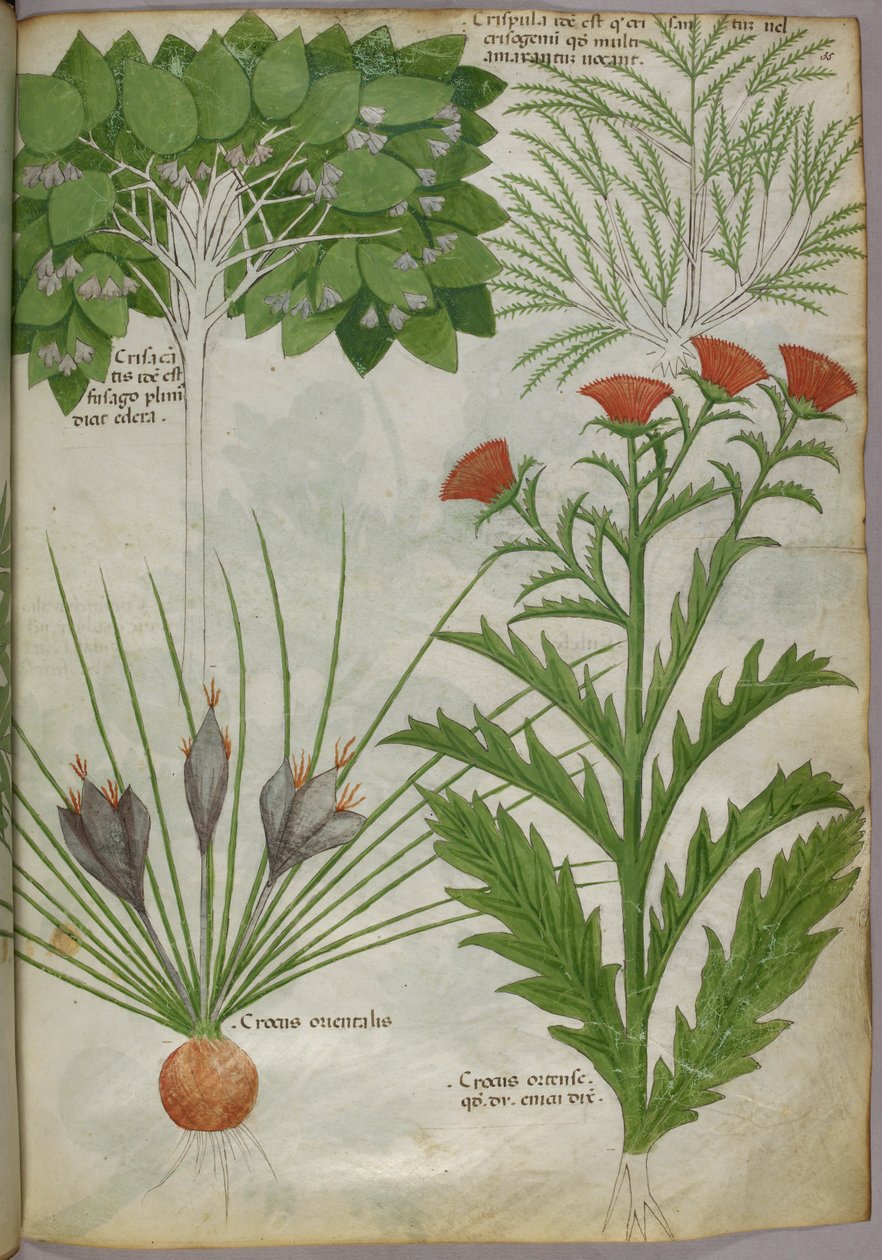 Botanisk illustration av växter, ca 1440 (bläck  färg på pergament) av Italian School