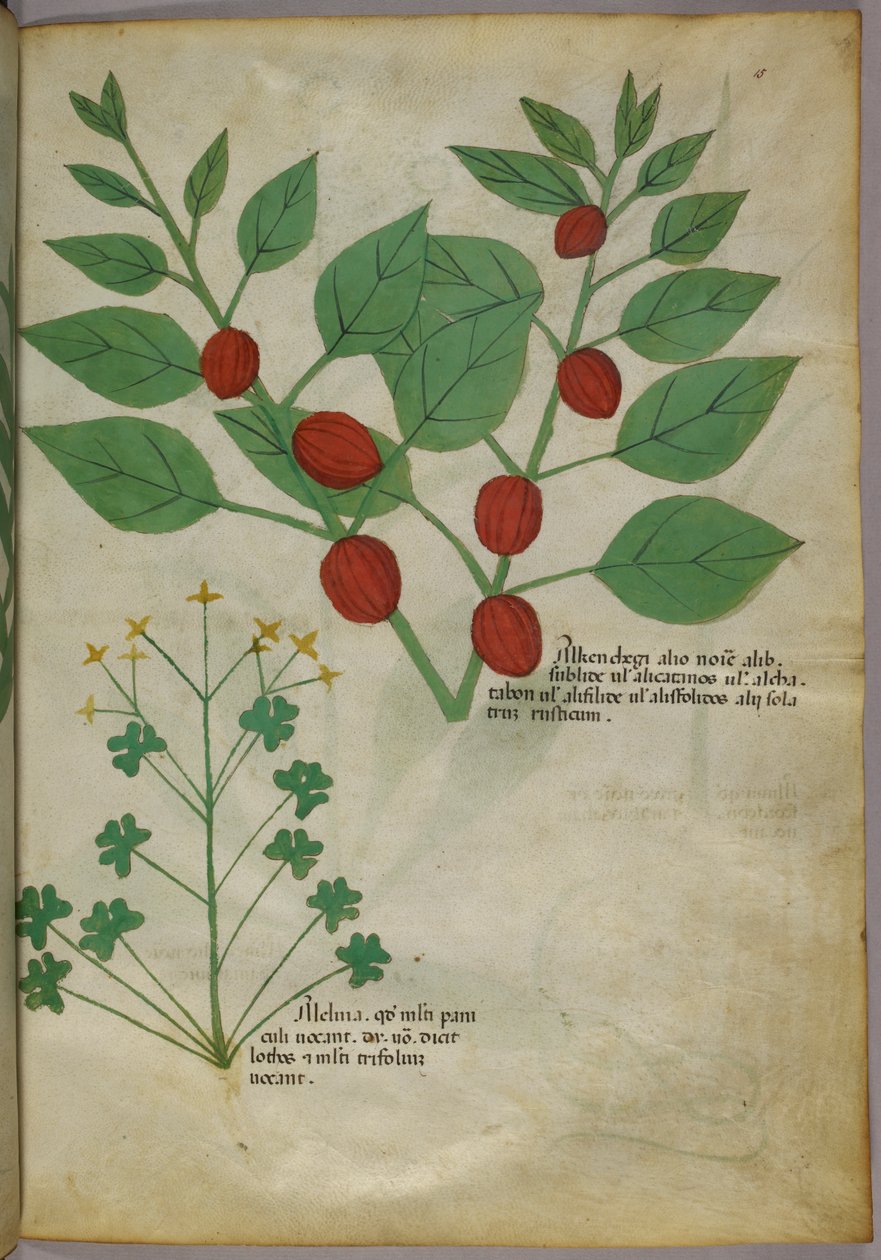 Botanisk illustration av växter, ca 1440 (bläck  färg på pergament) av Italian School
