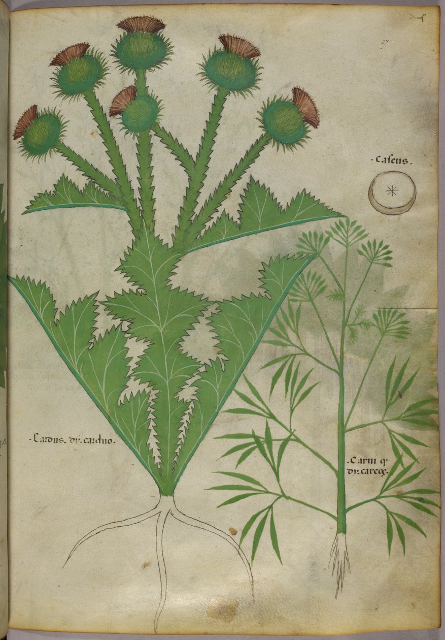 Botanisk illustration av växter, ca 1440 (bläck  färg på pergament) av Italian School