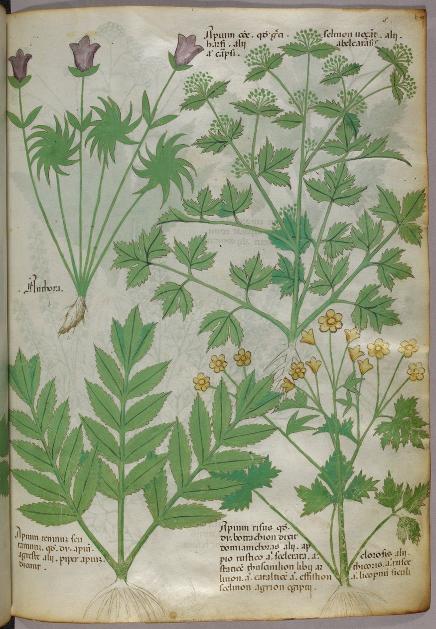 Botanisk illustration av växter, ca 1440 (bläck  färg på pergament) av Italian School