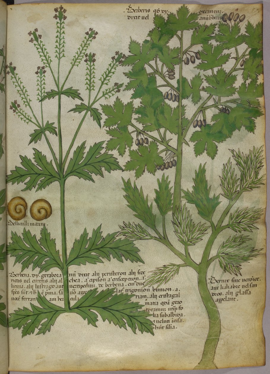 Botanisk illustration av växter, ca 1440 (bläck  färg på pergament) av Italian School