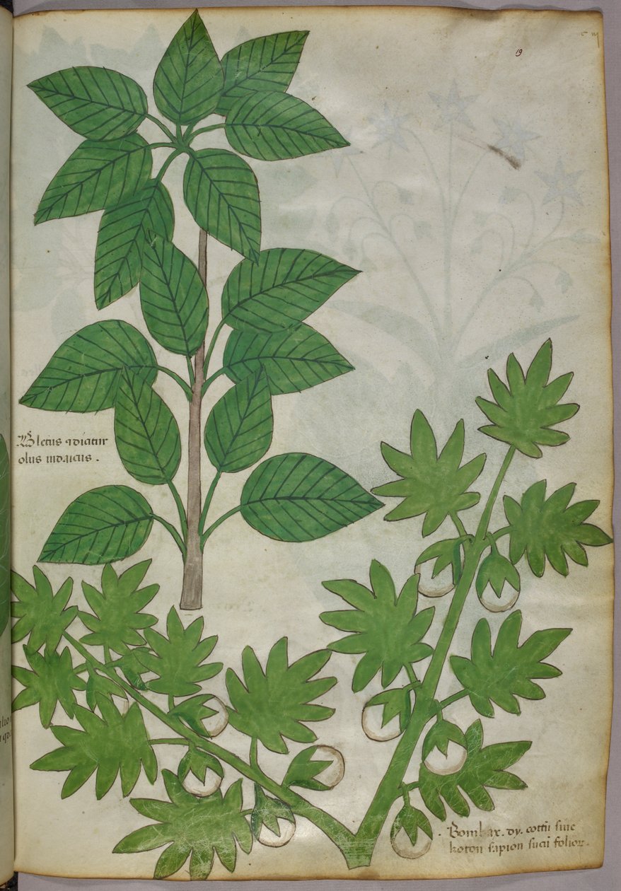 Botanisk illustration av växter, ca 1440 (bläck  färg på pergament) av Italian School