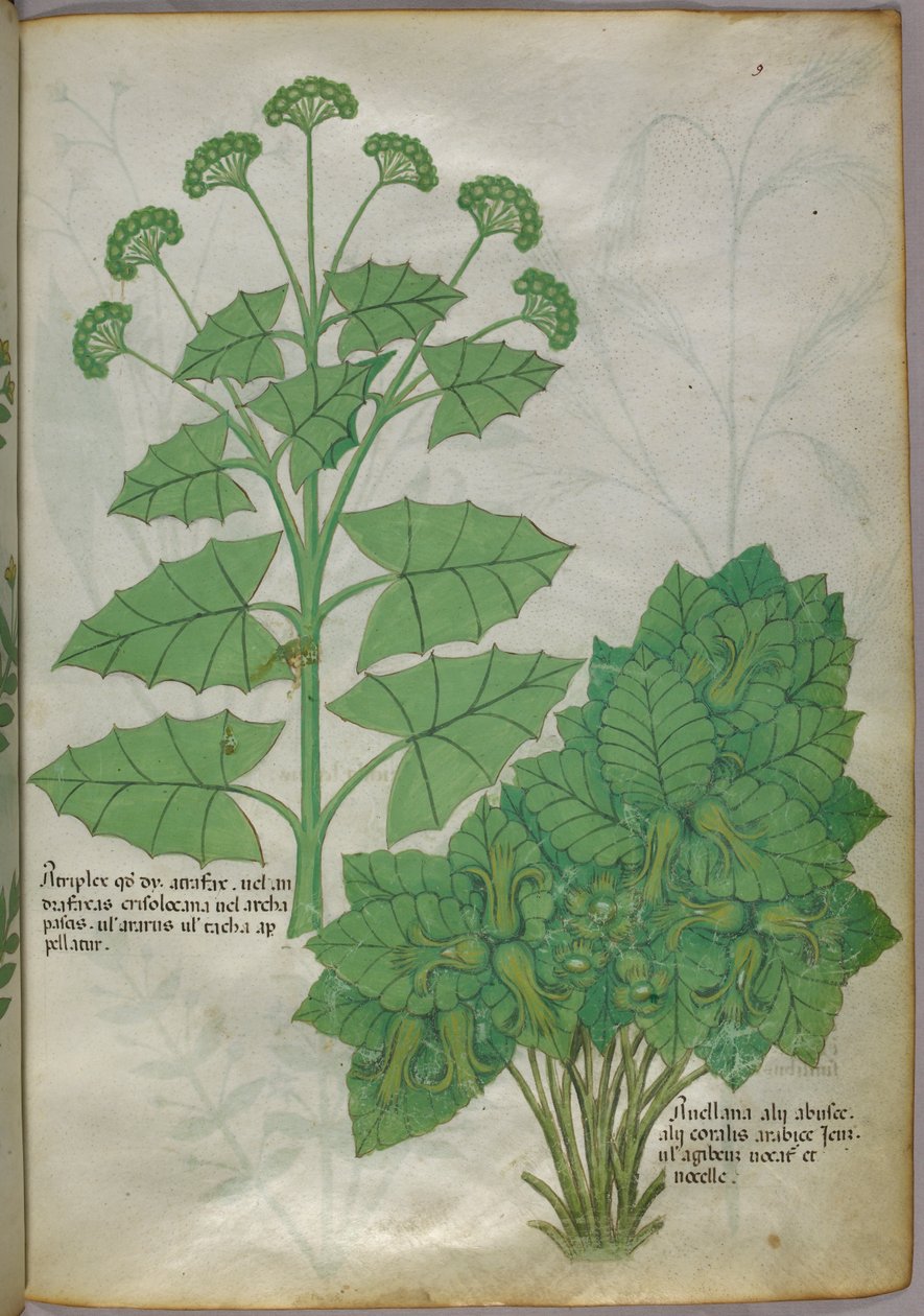 Botanisk illustration av växter, ca 1440 (bläck  färg på pergament) av Italian School