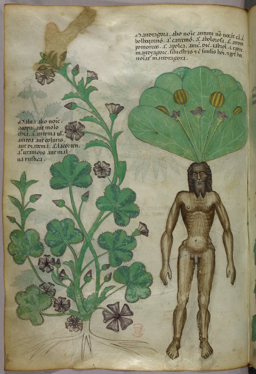 Botanisk illustration av växter, bl.a. en alruna med en naken manskropp som rot, ca 1440 (tusch  färg på pergament) av Italian School
