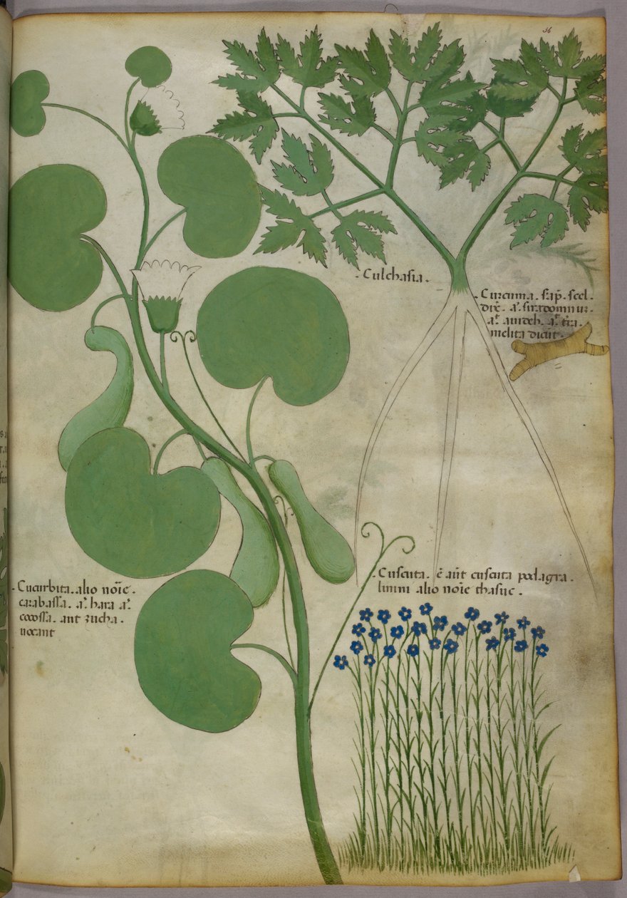 Botanisk illustration av växter, inklusive blommor, ca 1440 (bläck  färg på pergament) av Italian School