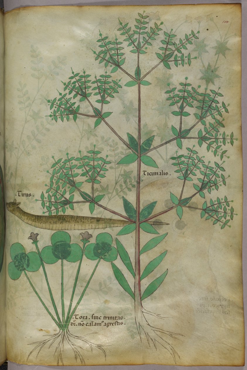 Botanisk illustration av växter med ett djur, ca 1440 (bläck  färg på pergament) av Italian School