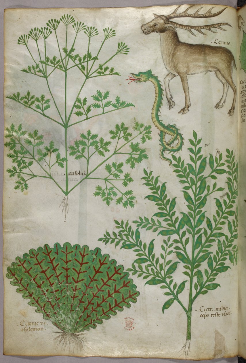 Botanisk illustration av växter, en orm och en hjort, ca 1440 (bläck  färg på pergament) av Italian School