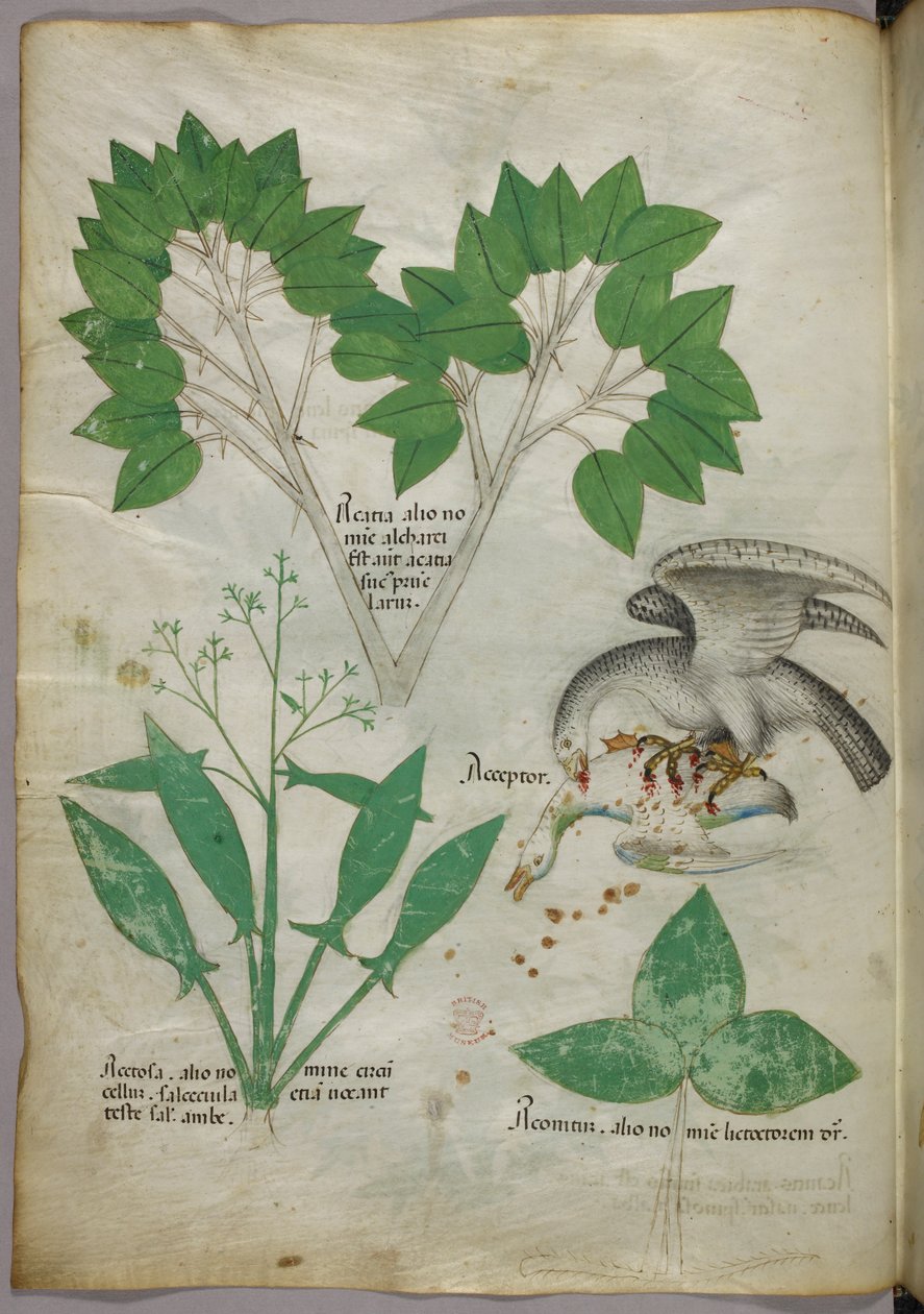 Botanisk illustration med illustration av en fågel som dödar en artfrände, ca 1440 (bläck  färg på pergament) av Italian School