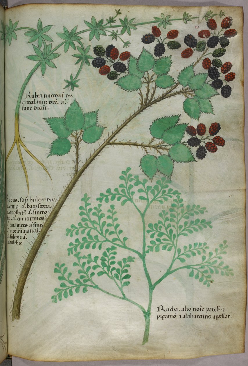 Botaniska illustrationer av krapp [rubea]; björnbär [rubus]; rue [ruta], ca 1440 (bläck  färg på pergament) av Italian School