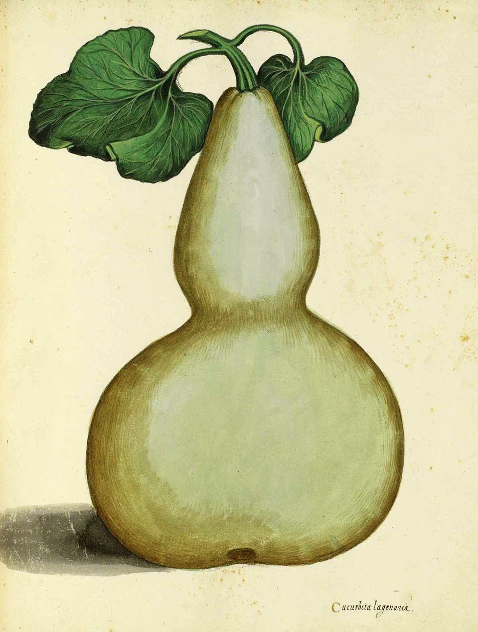 Kalebas av Ulisse Aldrovandi av Italian School