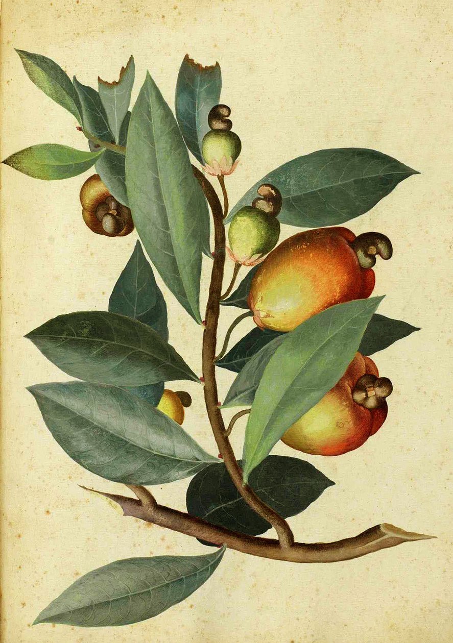 Cashewnötter av Ulisse Aldrovandi av Italian School