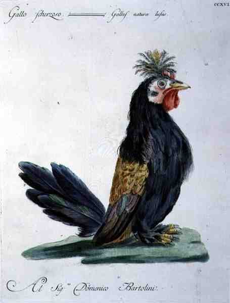 Cockerel, ca 1767-76 (handfärgad gravyr) av Italian School