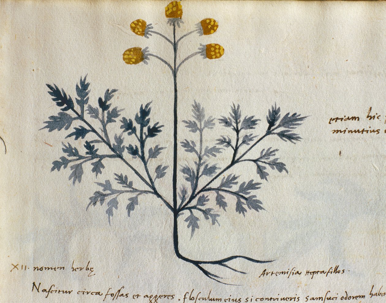 Torsk. 2007 Artemisia, medicinalväxt från en 