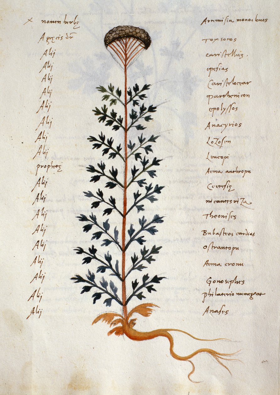 Torsk. 2377 Artemisia, medicinalväxt från en 