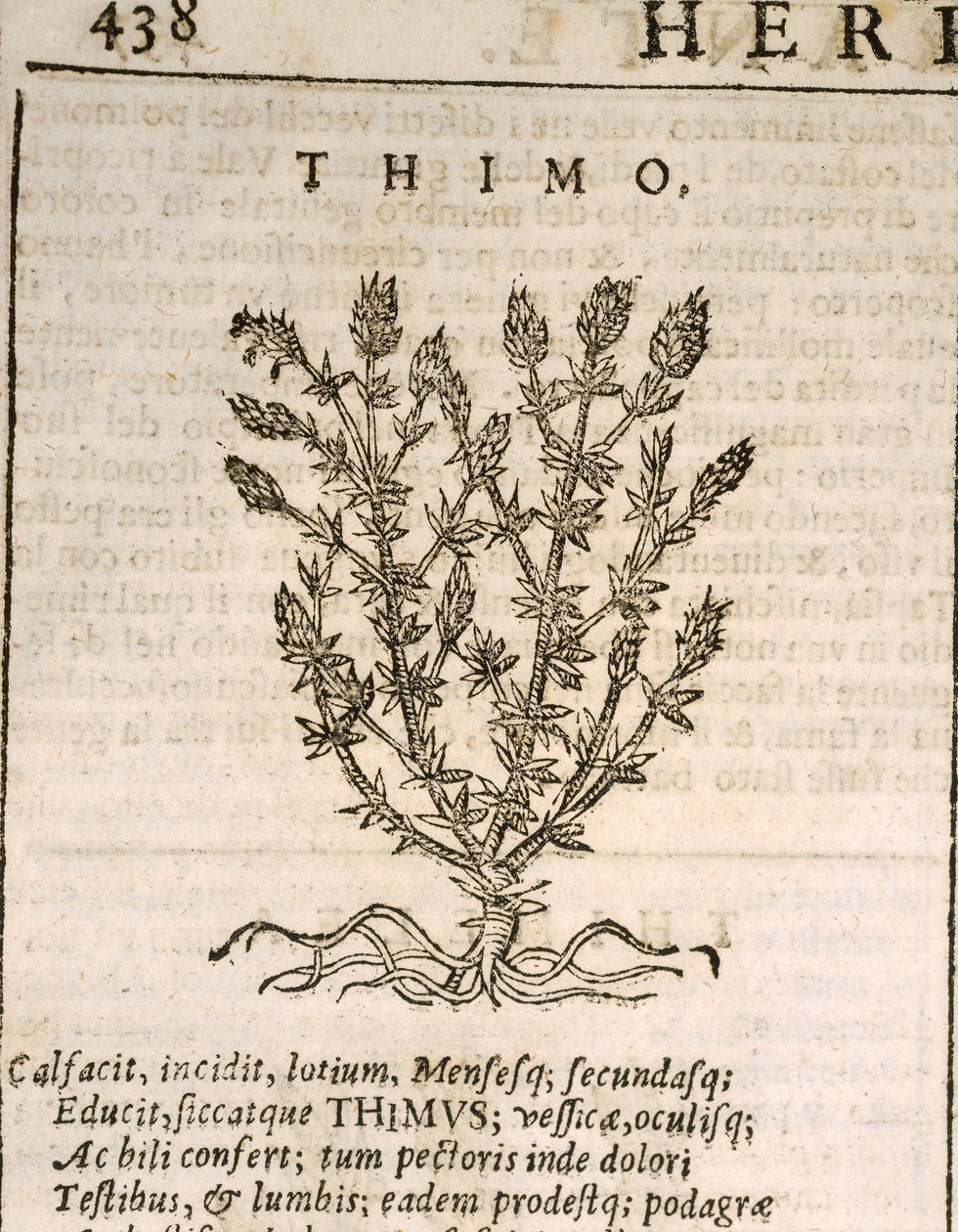 Vanlig timjan (Thymus vulgaris), gravyr av Castore Durante av Italian School