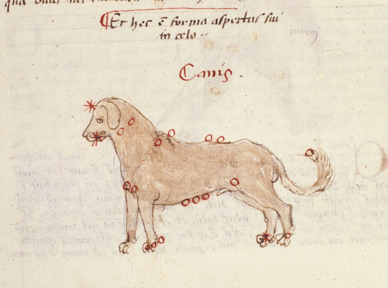 Stjärnbilden av hunden (Canis). Miniatyr från "" Astronomica" av Biasino da Parma (Blaise de Parma) (1425-1457) av Italian School