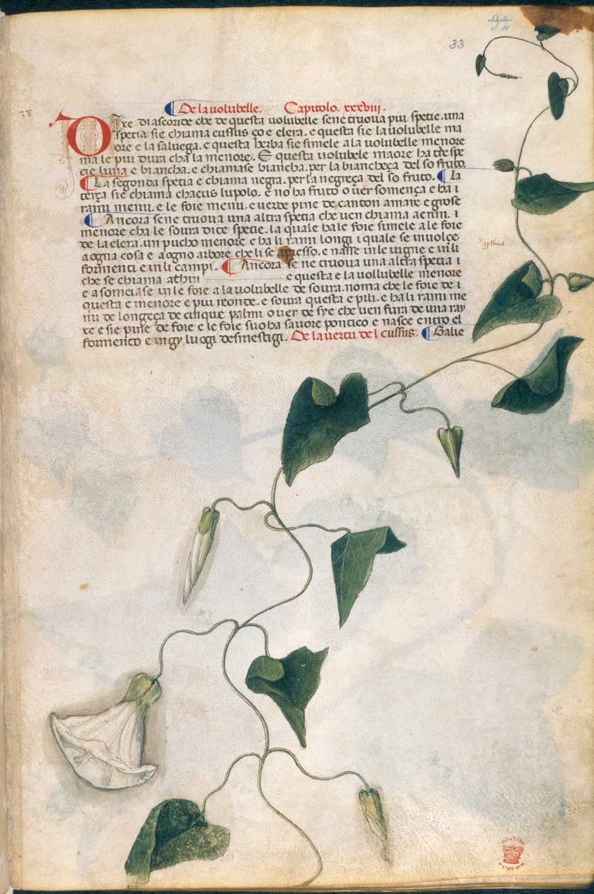 Convolvulus Plant, illustration från 