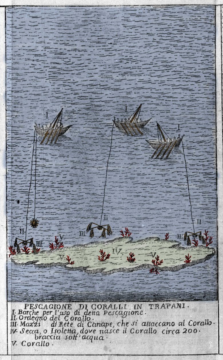 Korallfiske i Trapanibukten på Sicilien, en representation av små undervattensöar där koralltunnor bildas. Gravyr från "" Stato Presente della Sicilia"" av Arcangelo Leanti, Palermo 1761 av Italian School