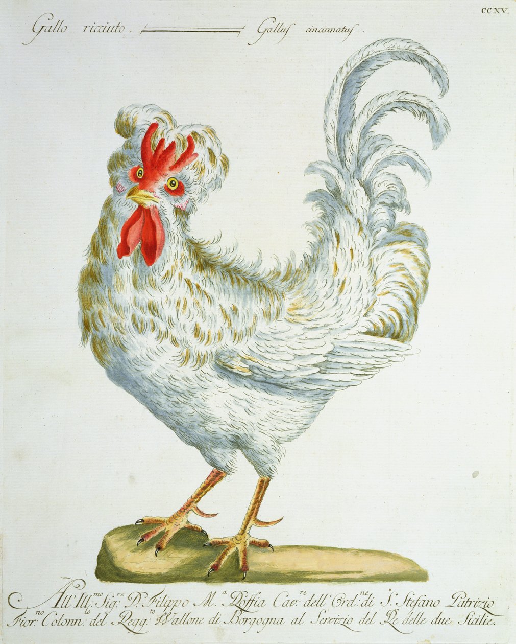 Lockhårig tupp, ca 1767-76 (handfärgad gravyr) av Italian School