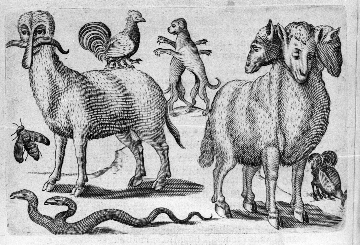 Olika typer av monstruösa djur, med flera kroppar eller en onormal mängd lemmar. Gravyr från "Monstrens natur, deras orsaker och skillnader" av Fortunio Whilei (1577-1656), italiensk vetenskapsman. 1646 av Italian School