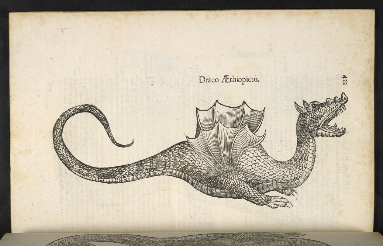 Etiopisk drake, 