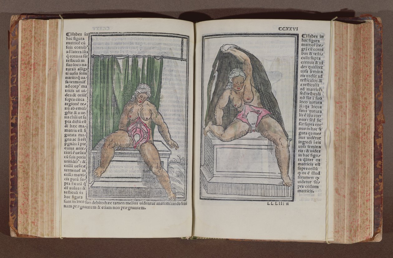 Kvinnlig anatomi, från kommentarer om världens anatomi med de största tilläggen, av Jacopo Berengario da Carpi (c.1460-c.1530) publicerad i Bologna, 1521 (träblock i färg) av Italian School