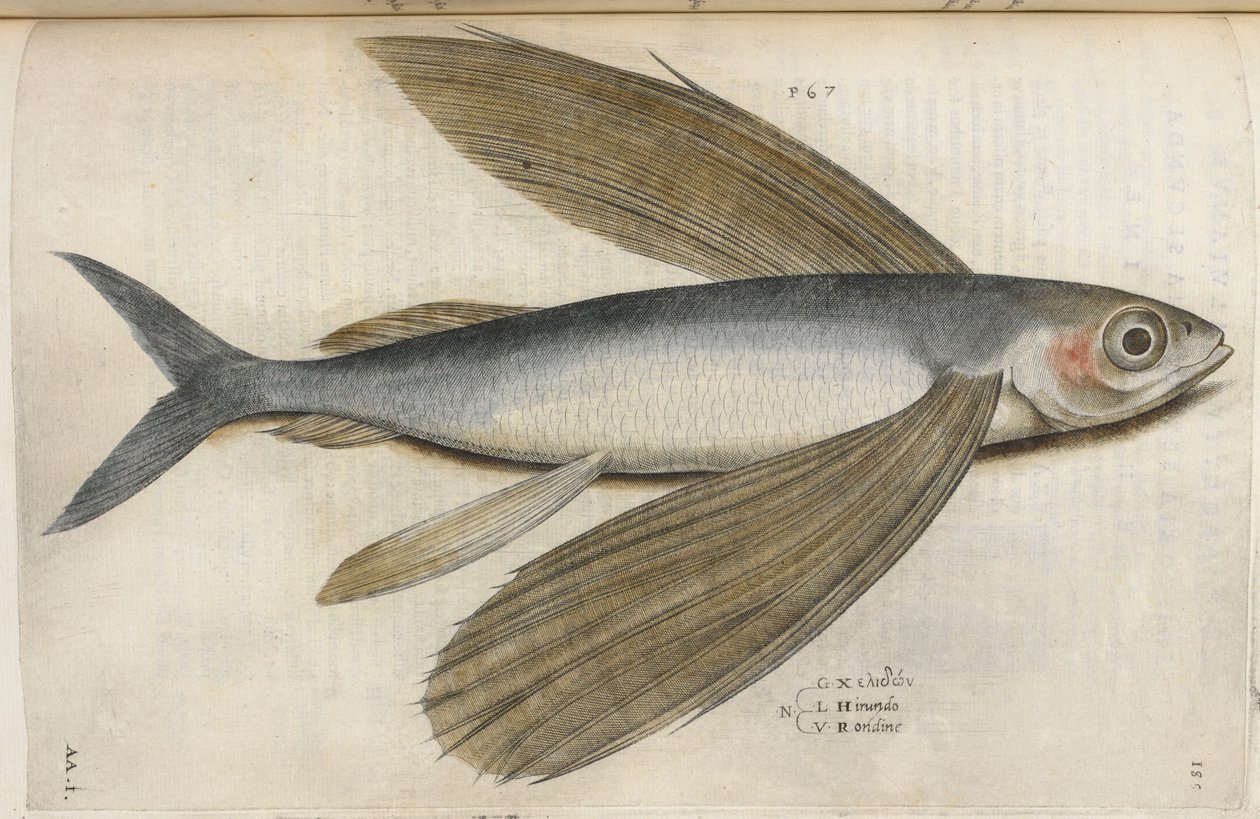 Flygfisk, illustration från 