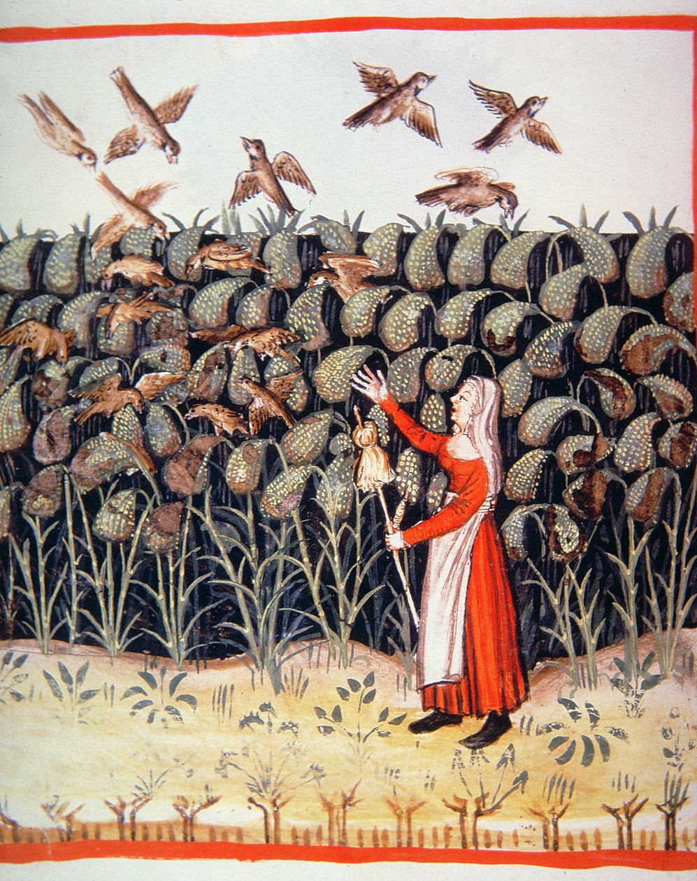 Fol.47 v Millet, illustration från Tacuinum Santiatis Codex Vindobonensis av Italian School