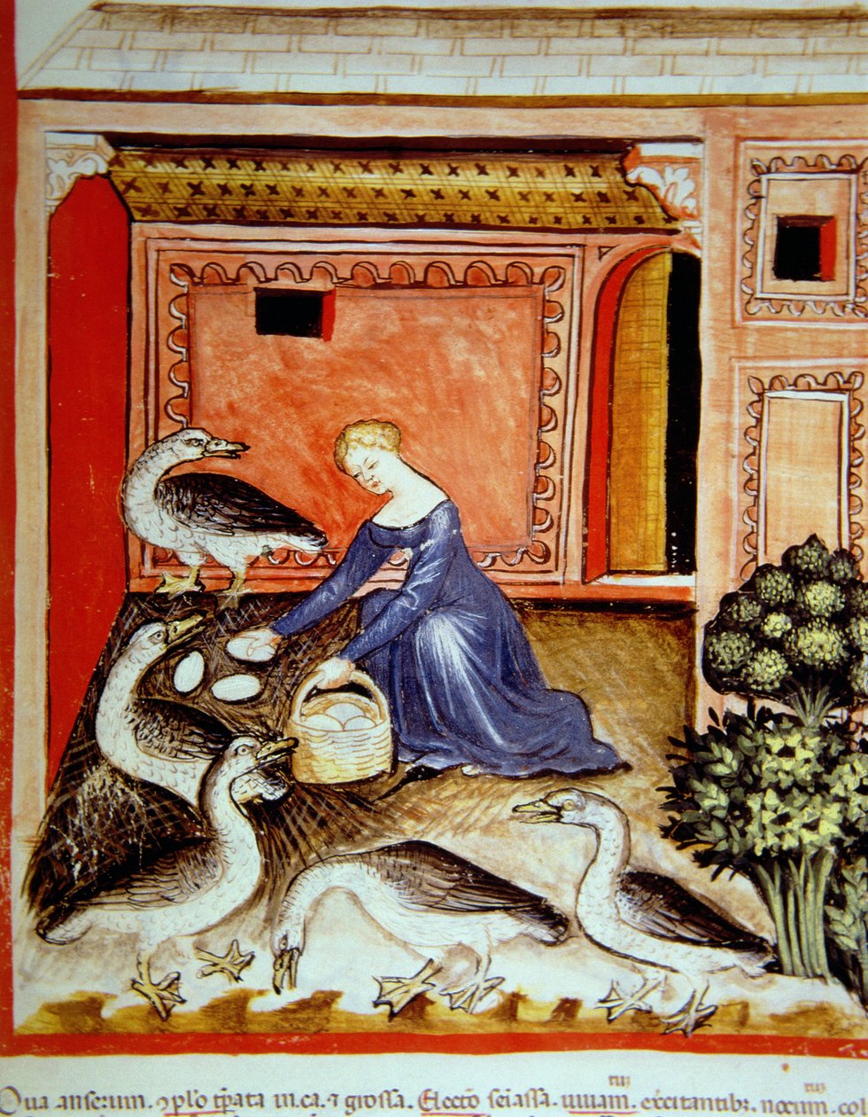 Fol.66r uppfödande gäss, illustration från Tacuinum Santiatis Codex Vindobonensis av Italian School