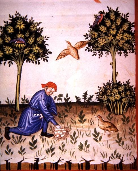 Fol.66v Samlar rapphönsägg, illustration från 