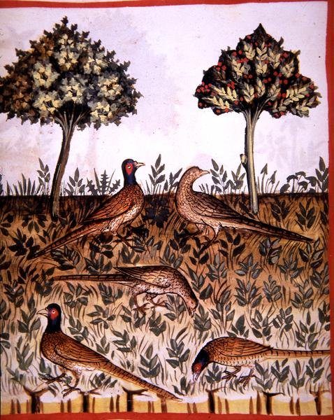 Fol.68v Fasaner, illustration från 