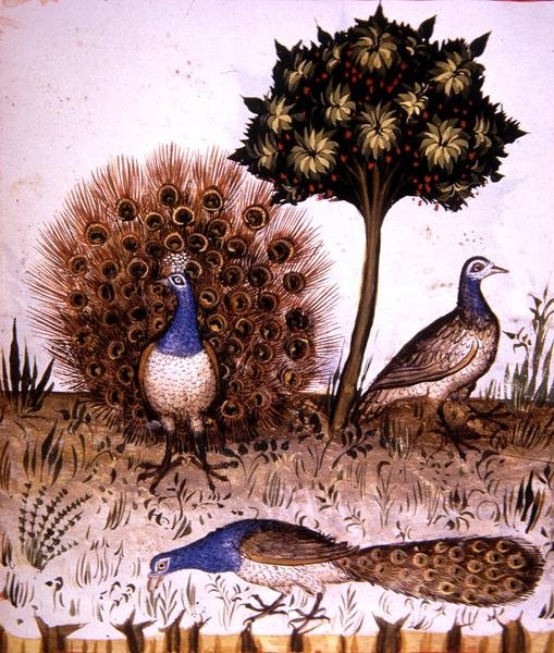Fol.70r Peacocks, illustration från 