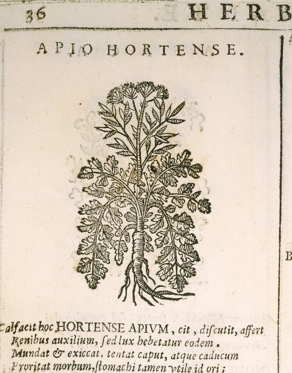 Trädgårdspersilja (Petroselinum crispum), gravyr av Castore Durante av Italian School