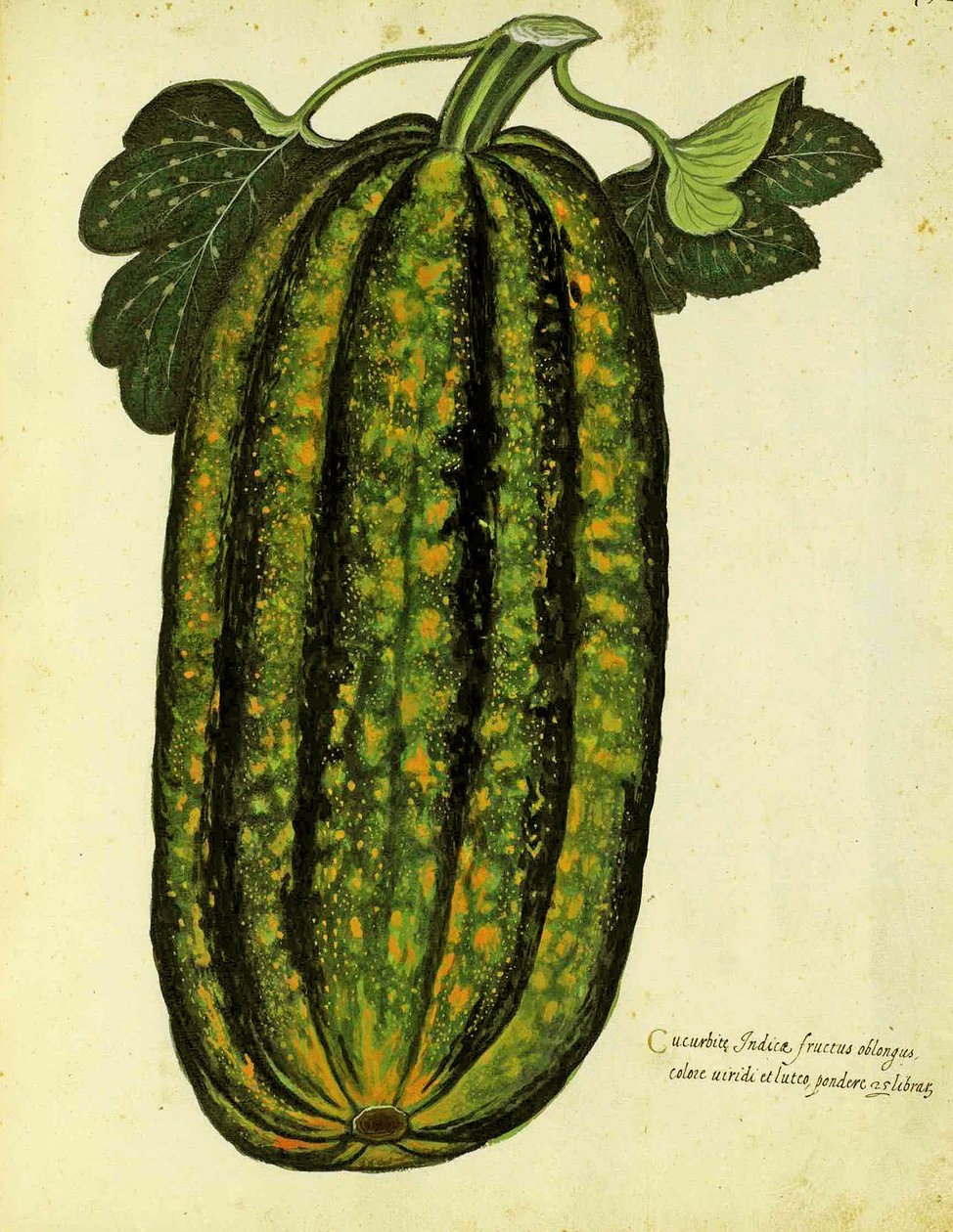Grön avlång squash av Ulisse Aldrovandi (1522 - 1605) plåt publicerad i Piante Fiori Frutti (handfärgad gravyr). av Italian School