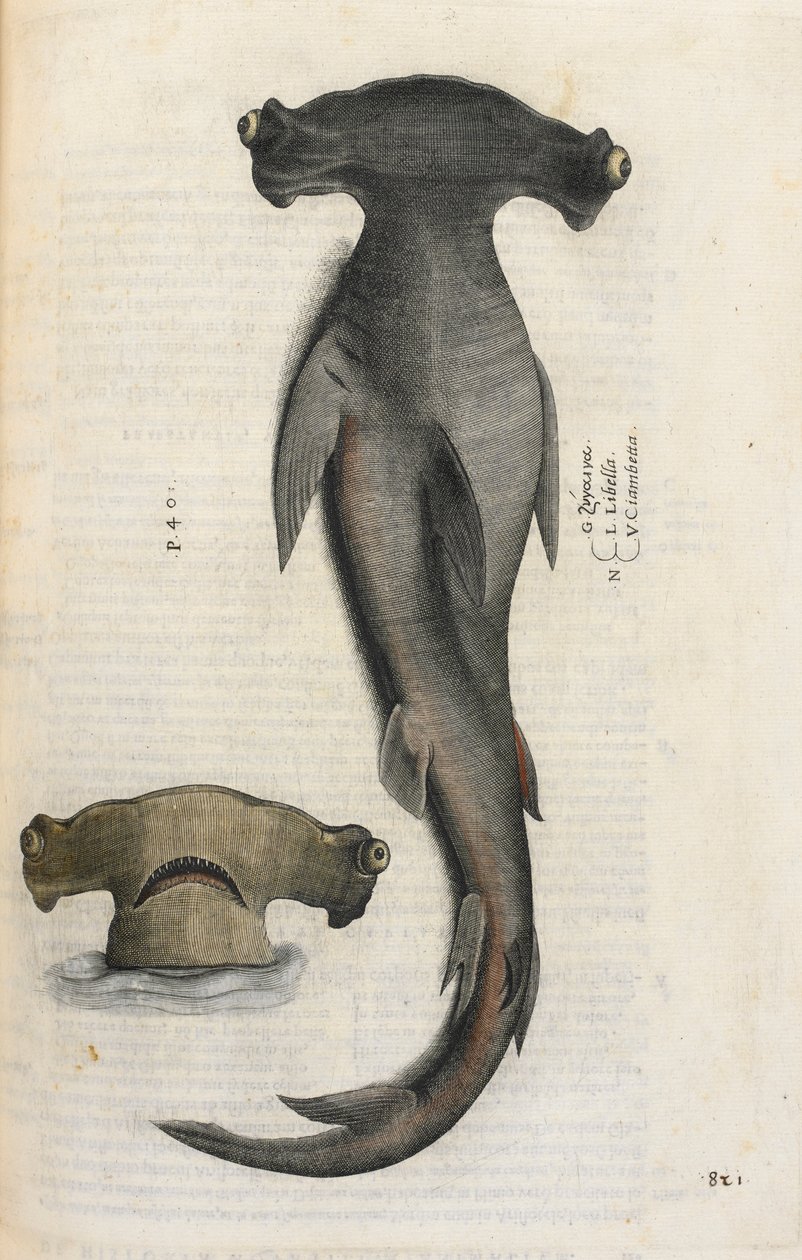Hammarhaj, illustration från 