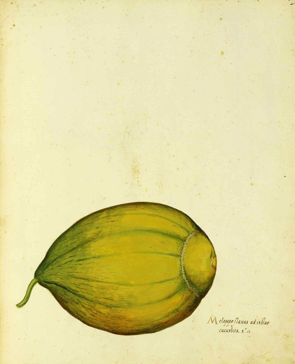 Heirloom Squash av Ulisse Aldrovandi av Italian School