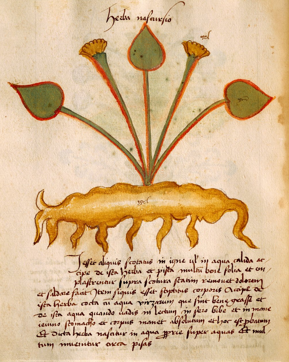 Herba Nasturtium av Orgione Rizzardo av Italian School